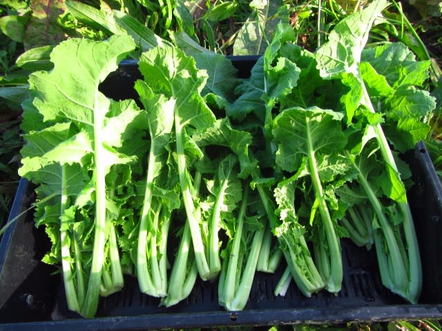 三重なばな の摘心 追肥 大好き 野菜の時間