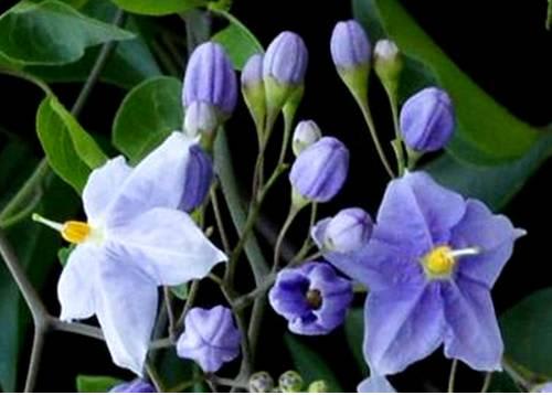 ツルハナナス 薄青紫の蕾 花と白い花の二色混咲 里山コスモスブログ