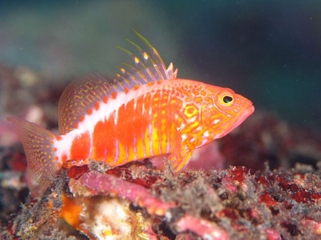 Divelog 1707 08 オシャレハナダイ アジアコショウダイ スジクロユリハゼ 今日見た魚