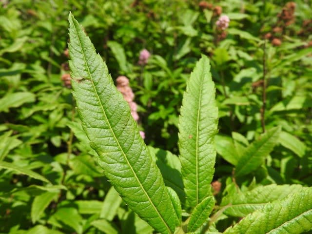 高ボッチ高原・鉢伏山で最近咲いている花　ホザキシモツケ（穂咲下野）