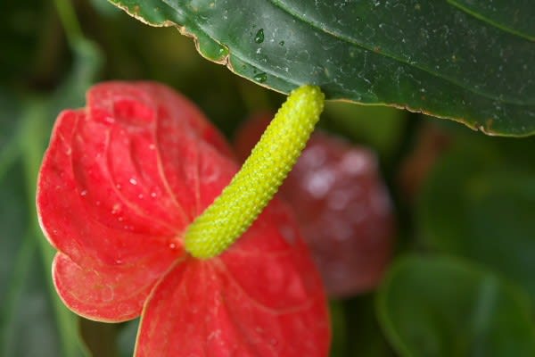アンスリウム 赤いハートの花 仏炎苞 は11月13日の誕生花 Aiグッチ のつぶやき