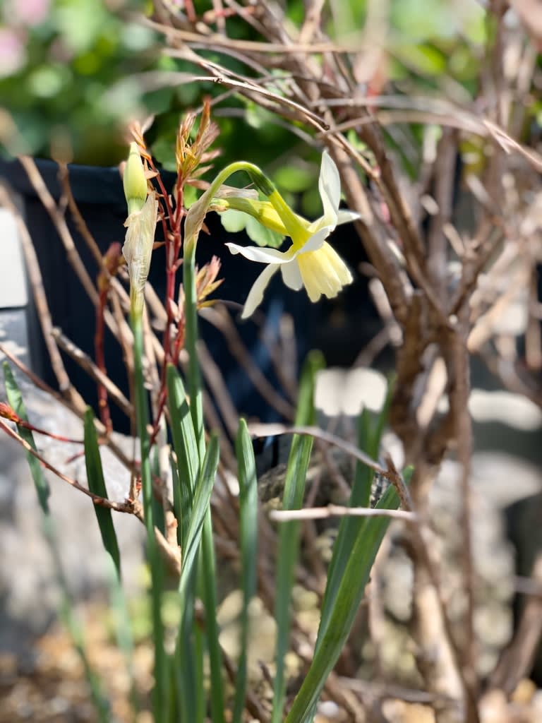 香り水仙タリア ラナンキュラスラックス 雑木と宿根草とクレマチスの小さな庭づくり