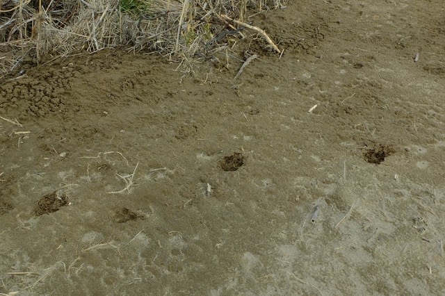 キツネの足跡 江合河畔 里山の野草と花木 宮城県北トレッキング キツネの足跡 江合河畔 里山の野草と花木 宮城県北トレッキング