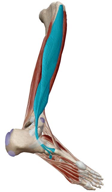 捻挫の色々② - 整体院フィジカル・Laboマイオ（筋肉）チューニング（整える）アプローチでの筋肉由来の不調の原因を改善します。