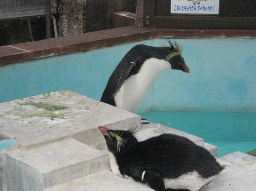 京都市動物園さんでノーザンロックポッパーペンギンに会えました この質問に対する回答は締め切られました