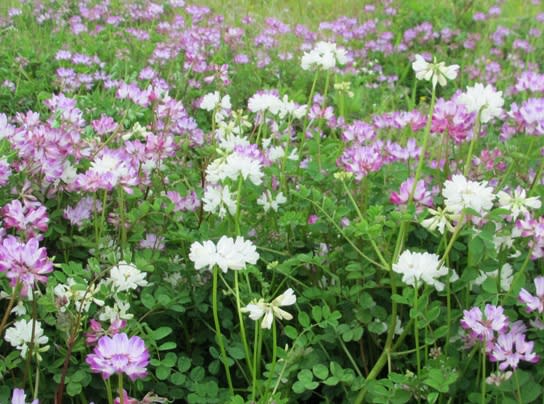 白いれんげの花 水彩 絵ｓａｙ集 光と風と野草ちゃん