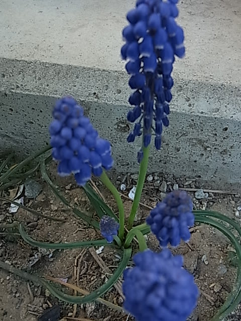 ムスカリの一球から5本の花芽 アラカン女子のひとりごと ムスカリの一球から5本の花芽 アラカン女子のひとりごと