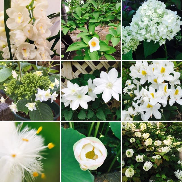 白い花もらったので 楽しいブログ生活