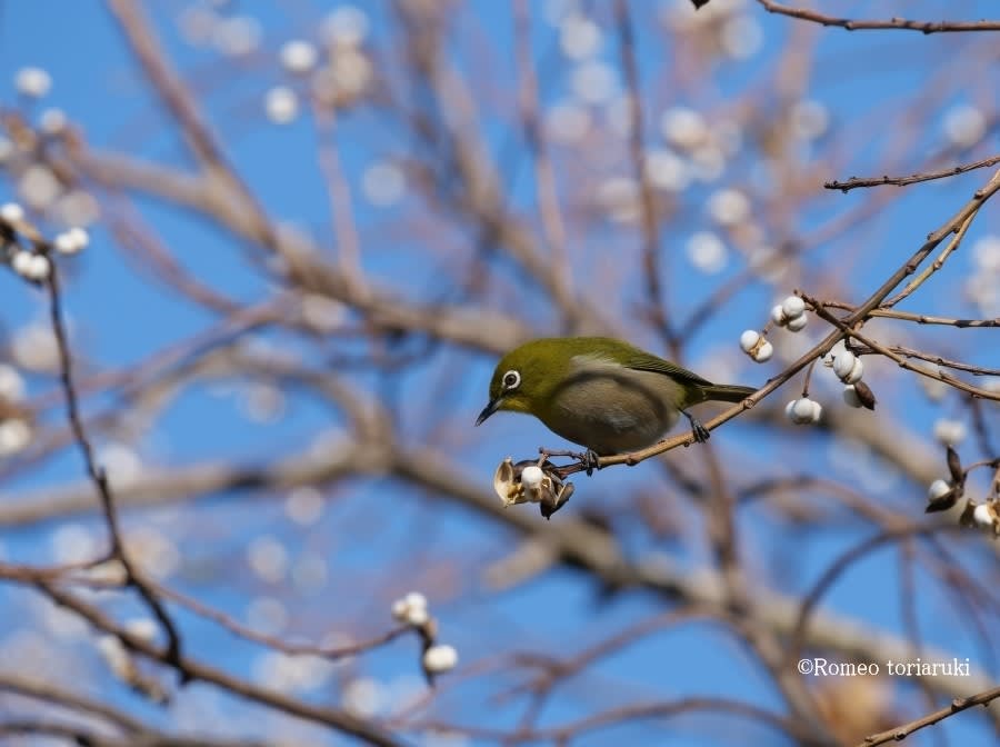 メジロ のブログ記事一覧 気楽にとり 鳥 撮り 歩き