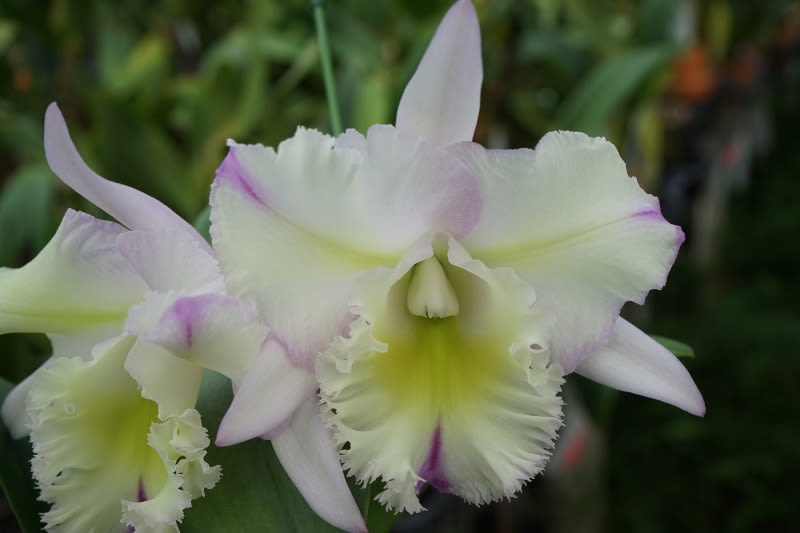 ○Rlc. Mystic Lady'Lime Morning' - カトログ !! ~ カトレヤ ○Rlc. Mystic Lady'Lime Morning' - カトログ !! ~ カトレヤ