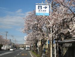 久里浜街道の桜