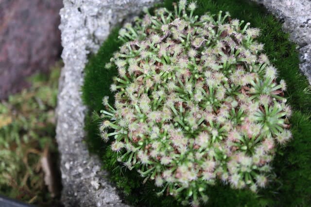 乾燥すると眠り込むハエトリグサ科 ドロセラ プラティスティグマ 食虫植物シリーズ15 野の花 庭の花 乾燥すると眠り込むハエトリグサ科 ドロセラ プラティスティグマ 食虫植物シリーズ15 野の花 庭の花