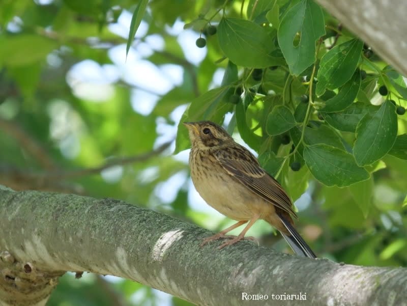 ホオジロの親子 気楽にとり 鳥 撮り 歩き ホオジロの親子 気楽にとり 鳥 撮り 歩き