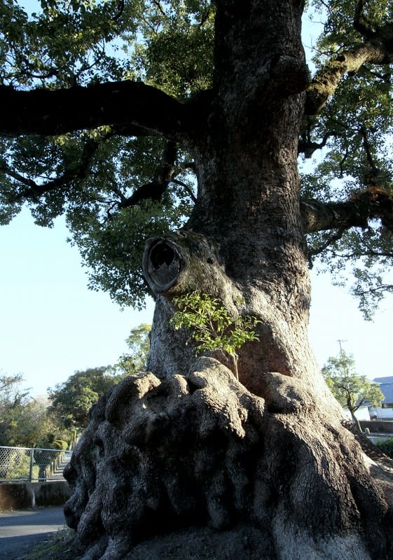 霧島市隼人町 鹿児島神宮の大樟 巨樹 巨木巡礼