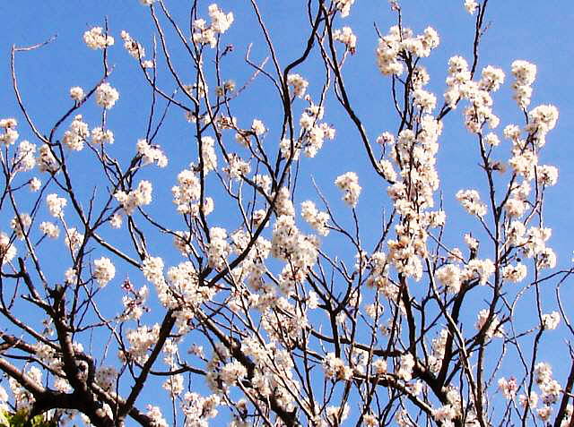 サクランボの実のなる桜の木 今日のことあれこれと