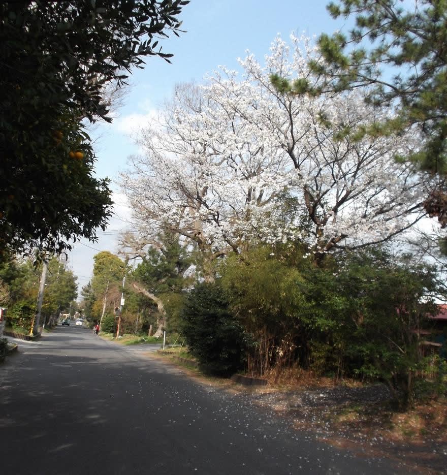 ご近所に咲き始めた桜 旧東海道 大磯 旧一里塚付近に咲く 源平桃 等々 磯のすーさん あれこれ