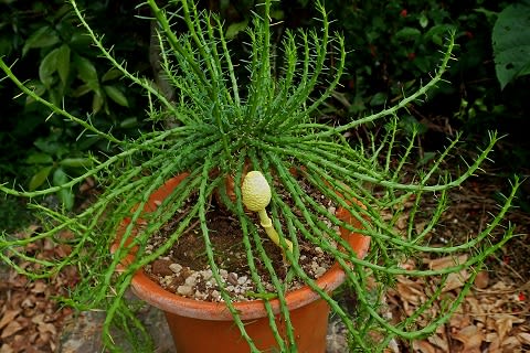 植木鉢からニョッキリ 黄色のキノコ コガネキヌカラカサタケ Miracle Nature 奄美大島の自然