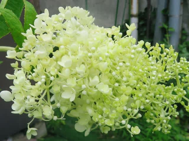 小雨の中でミナヅキに出会って 人々の健康という純粋な目標に向けて機能しない政治のことをかんがえてました 猫のキキとヒゲおじさんのあんじゃあない毎日 小雨の中でミナヅキに出会って 人々の健康という純粋な目標に向けて機能しない政治のことをかんがえてました 猫のキキとヒゲおじさんのあんじゃあない毎日