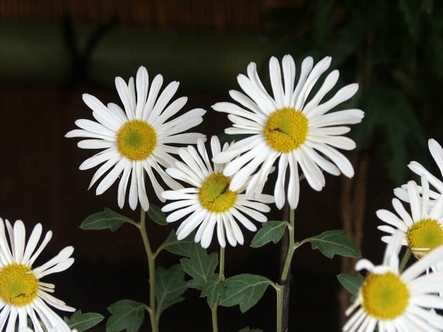 肥後菊 ひごぎく A子の花園