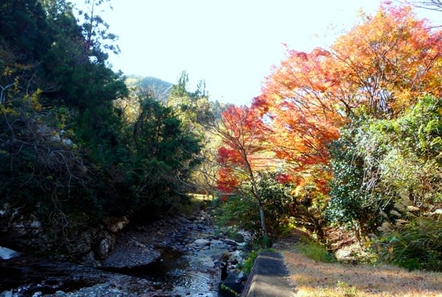 紅葉の残る、炭焼き窯付近の「彦山川の渓流」