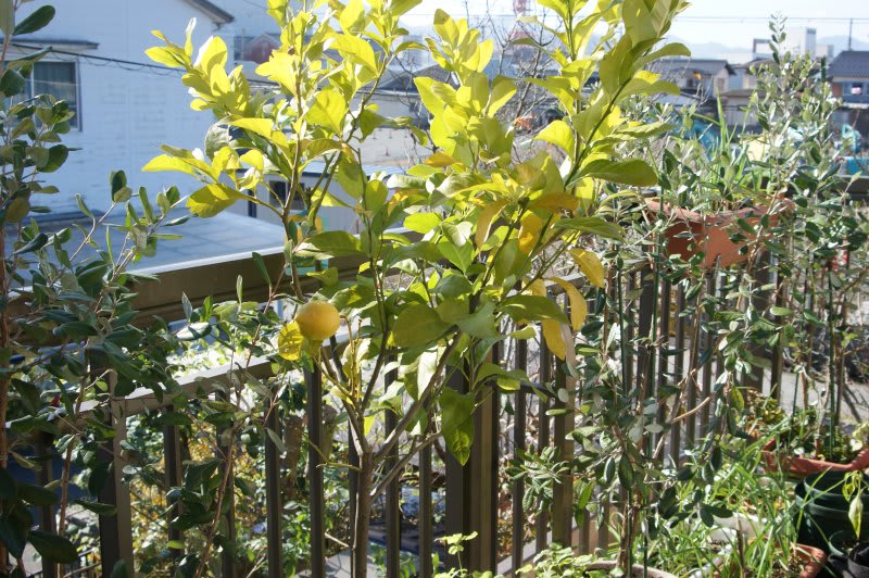 たった１個のレモン 収穫近し 小さな庭とベランダ菜園の楽しみ I Enjoy Gardening And Growing Vegetables