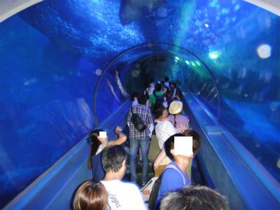 そうだ 横浜 八景島シーパラダイスに行こう その２ アクアミュージアムがいいね うさぎ学園 多趣味部