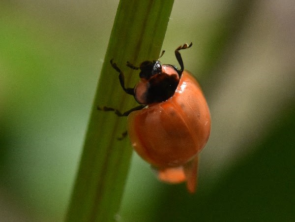 ●　あまりにも美しいテントウムシ…ナミテントウ？ - ゆめこが虫を撮る