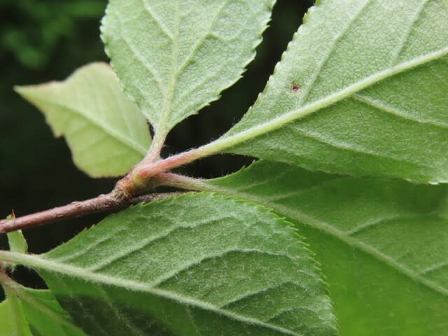 高ボッチ高原・鉢伏山の植物 カマツカ(鎌柄)