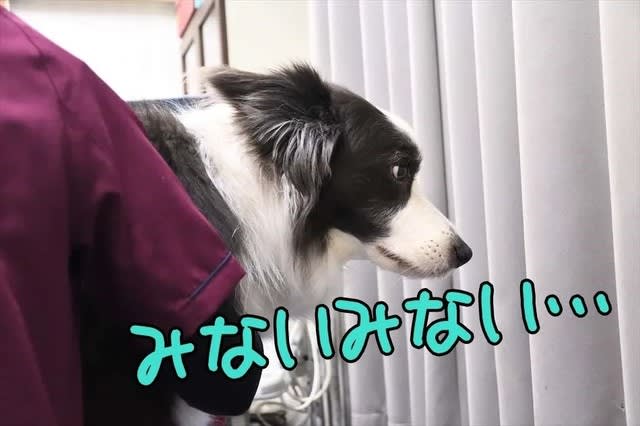 Goo Blog ウォッチ 病院に連れて行かれた犬の百面相がすごい Goo Blog ウォッチ 病院に連れて行かれた犬の百面相がすごい