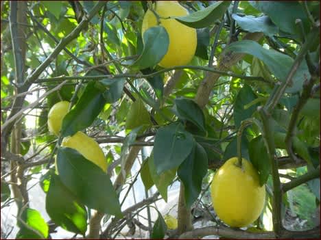 レモンを送る 座敷わらし犬とうさぎガーデン レモンを送る 座敷わらし犬とうさぎガーデン