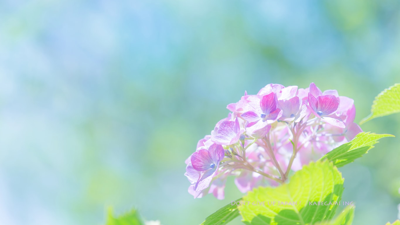 紫陽花の咲く小道 壁紙ing管理人の写真ブログ