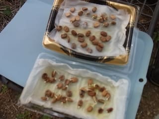 ゴーヤの発根 ねこばすのｇａｒｄｅｎ日誌