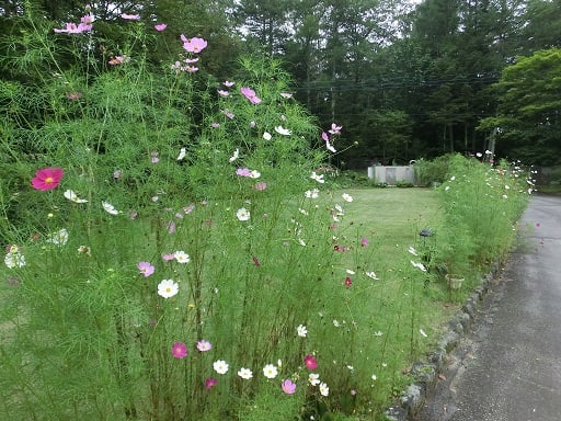 華やぐコスモス 宿根アスター ビクトリアの開花 アンジェラのスローライフ 華やぐコスモス 宿根アスター ビクトリアの開花 アンジェラのスローライフ