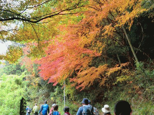 京都 愛宕山ハイキング つとむ君のブログ 京都 愛宕山ハイキング つとむ君のブログ