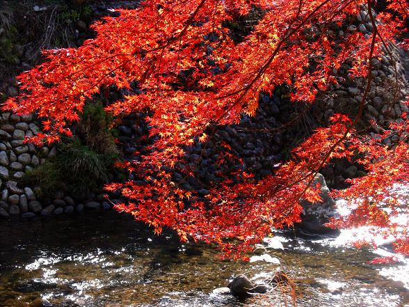 室生寺門前の室生川にかかる紅葉