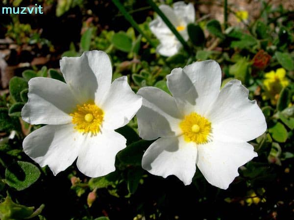 キスツス キスツスアルビダスまたはホワイトロックローズの栽培における特徴とケア