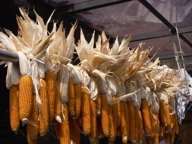 ポップコーン収穫終了 干し作業 つりんぼ