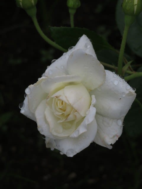 名花として名高い白薔薇 アイスバーグ 春薔薇シリーズ 008 野の花 庭の花