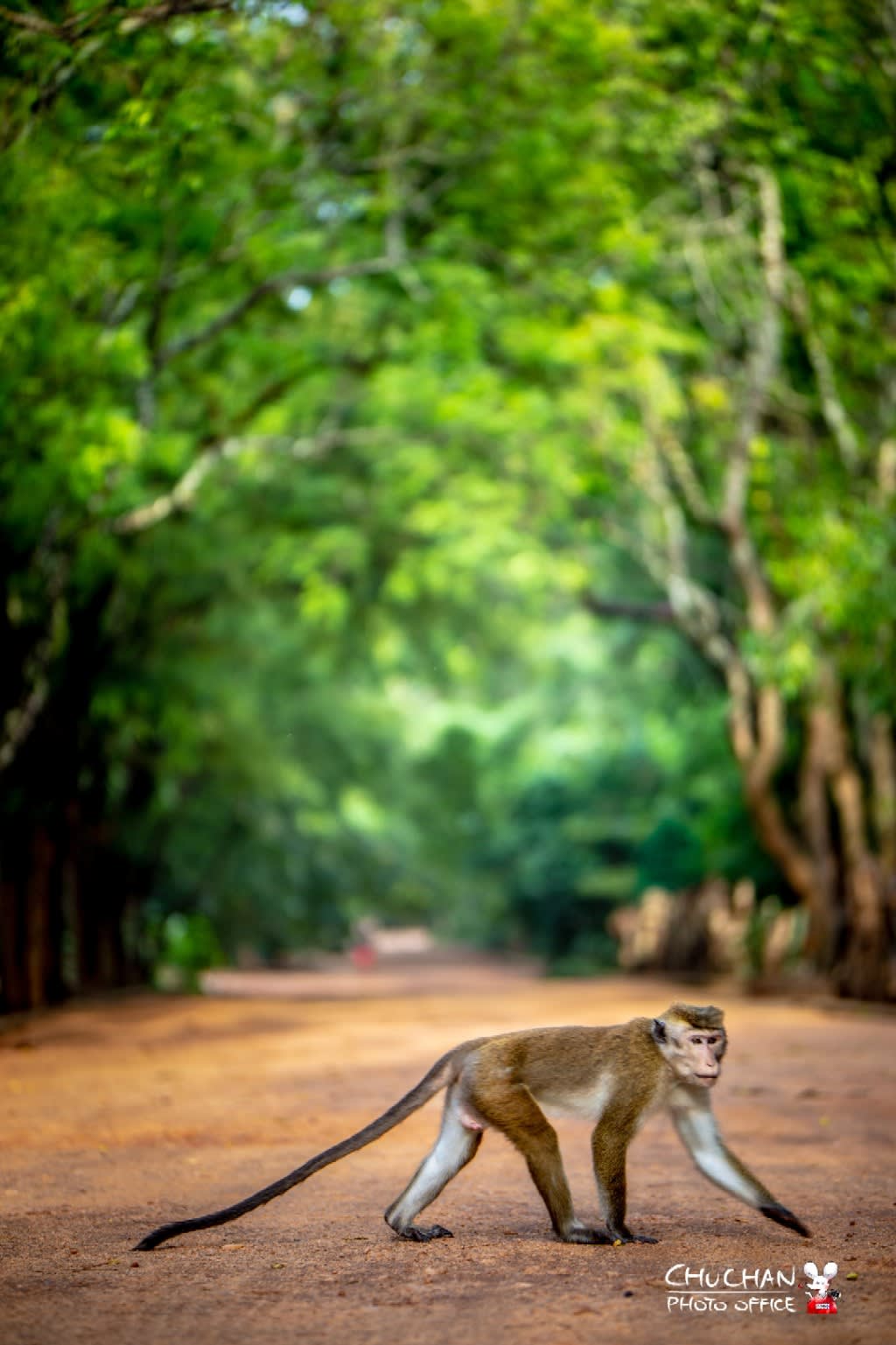 スリランカの旅 野生の猿 ちゅうちゃんワールド