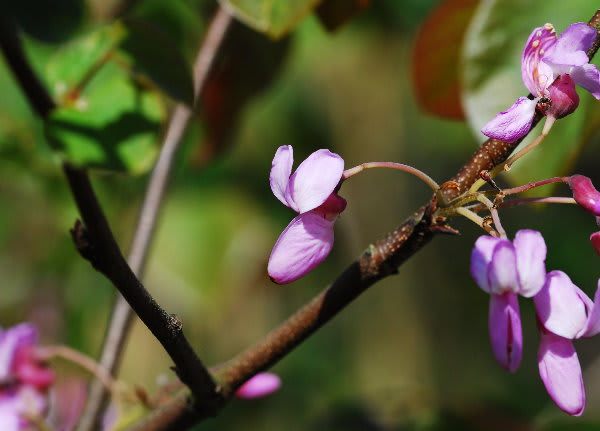 セイヨウハナズオウ ジージのドイツ花便り セイヨウハナズオウ ジージのドイツ花便り