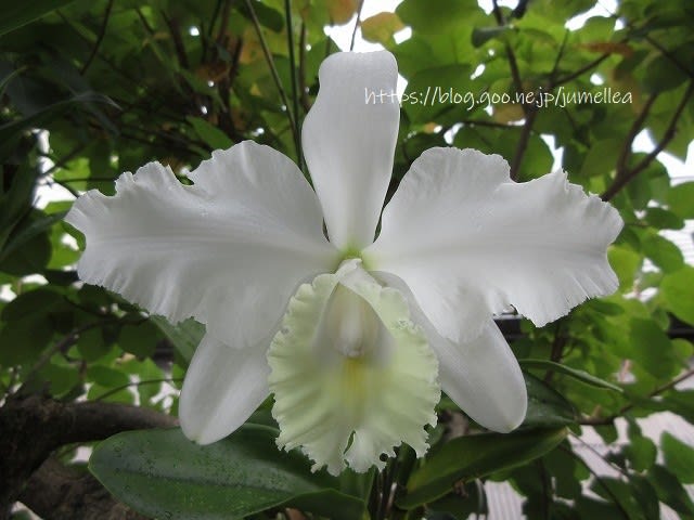 白いカトレアの花 蘭すきです 開花記録 暮らしノート