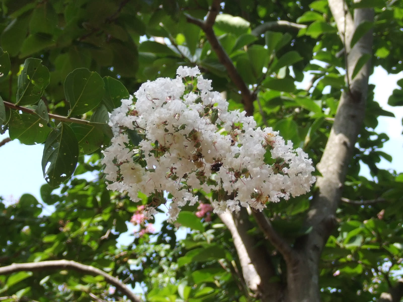 サルスベリの白花 季節の花