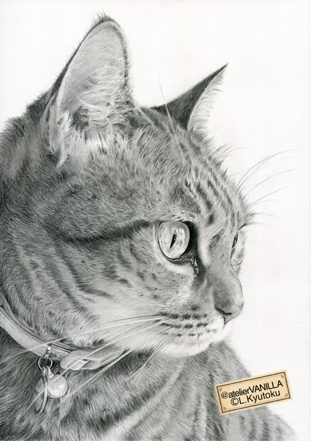 猫のイラスト・鉛筆画 - ::atelier VANILLA blog::