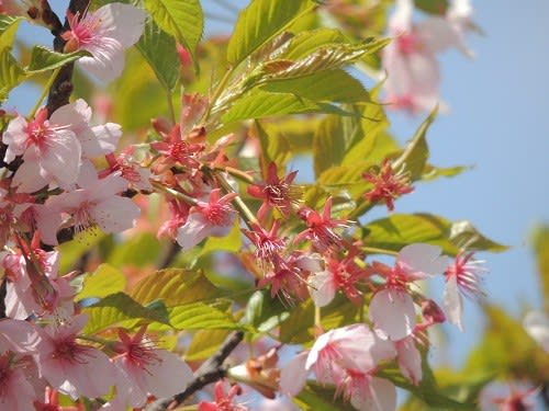 そろそろ終盤ですが、花後の姿も、楽しめる花ですね 梅の花同様に 2021年3月23日 奈良県 観音寺にて 画像
