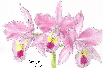 義父から引き継いだカトレアの花 イラスト 花を描いたポストカード
