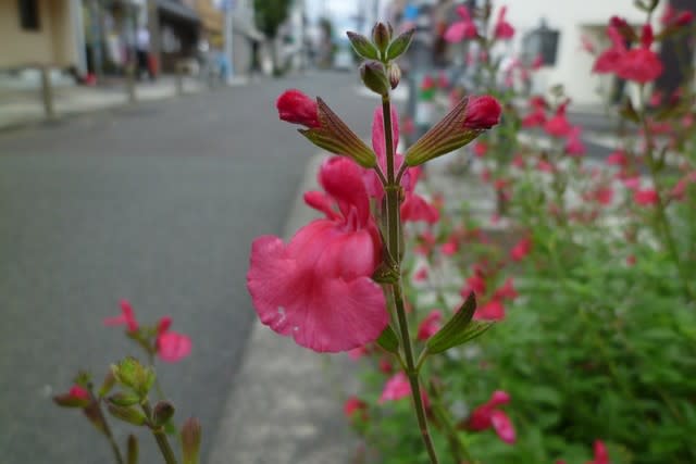 道端で咲いていた花チェリーセージ 京のおさんぽ