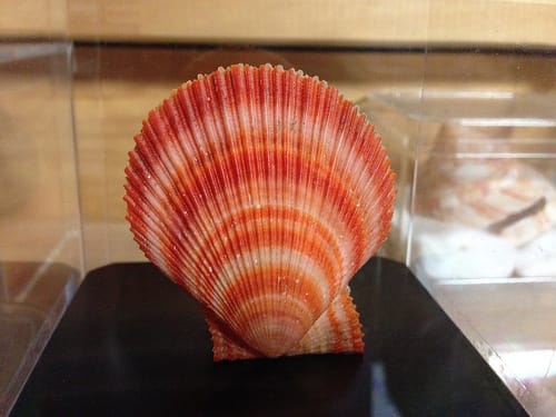 オーロラニシキ Shell 収蔵庫 In Goo