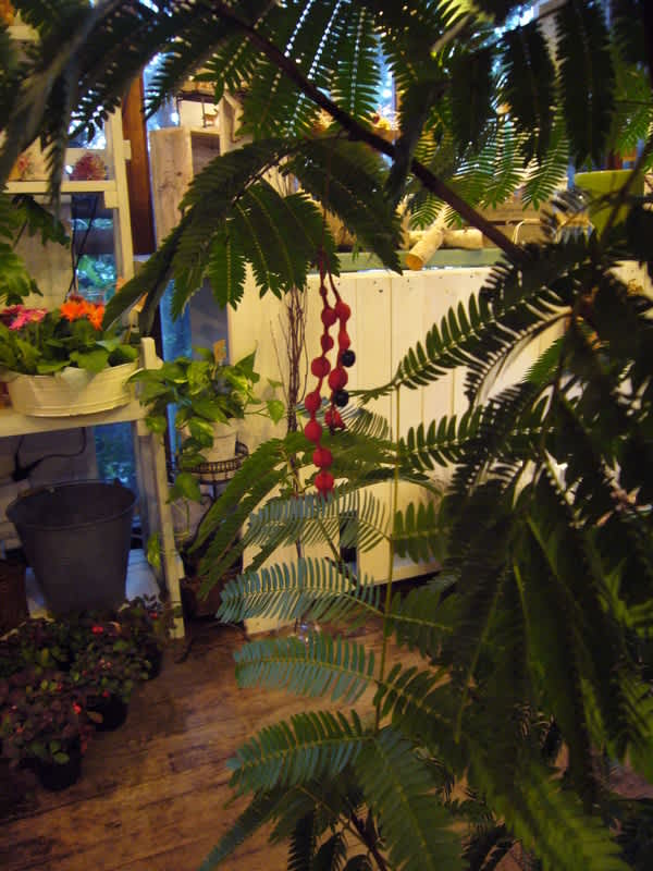 アカサヤねむの木 よこつか花日記