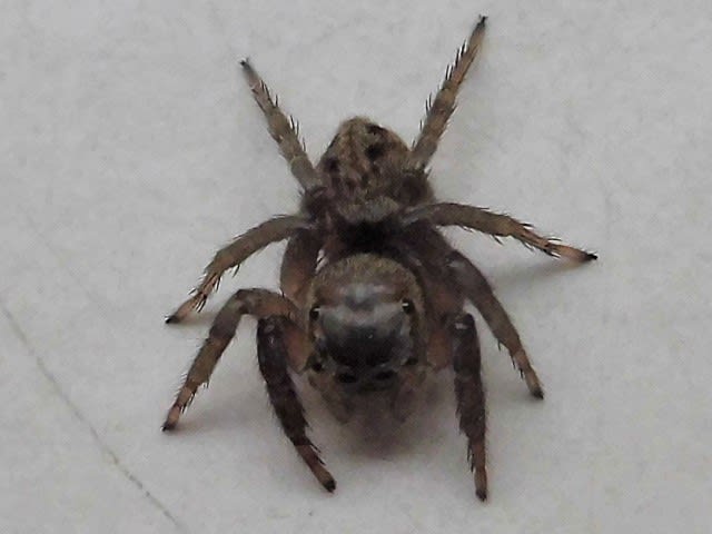 アダンソンハエトリ のメス Itニュース ほか何でもあり By Kgr