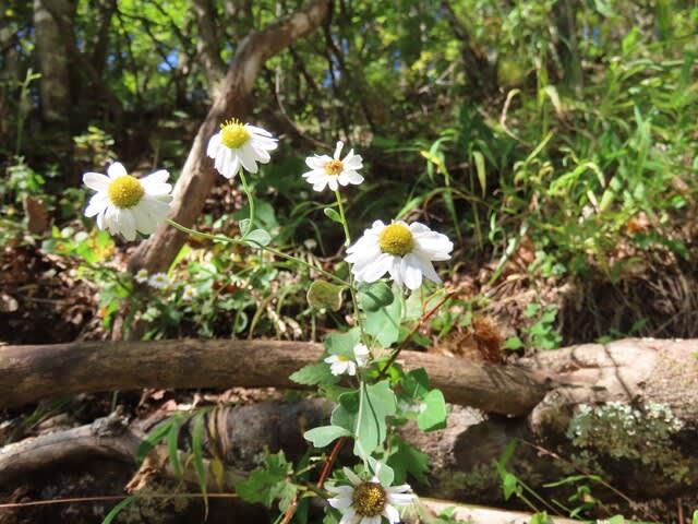 高ボッチ高原・鉢伏山で最近咲いている花　リュウノウギク（竜脳菊）